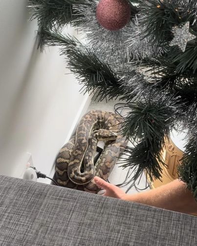 snake in her Christmas tree